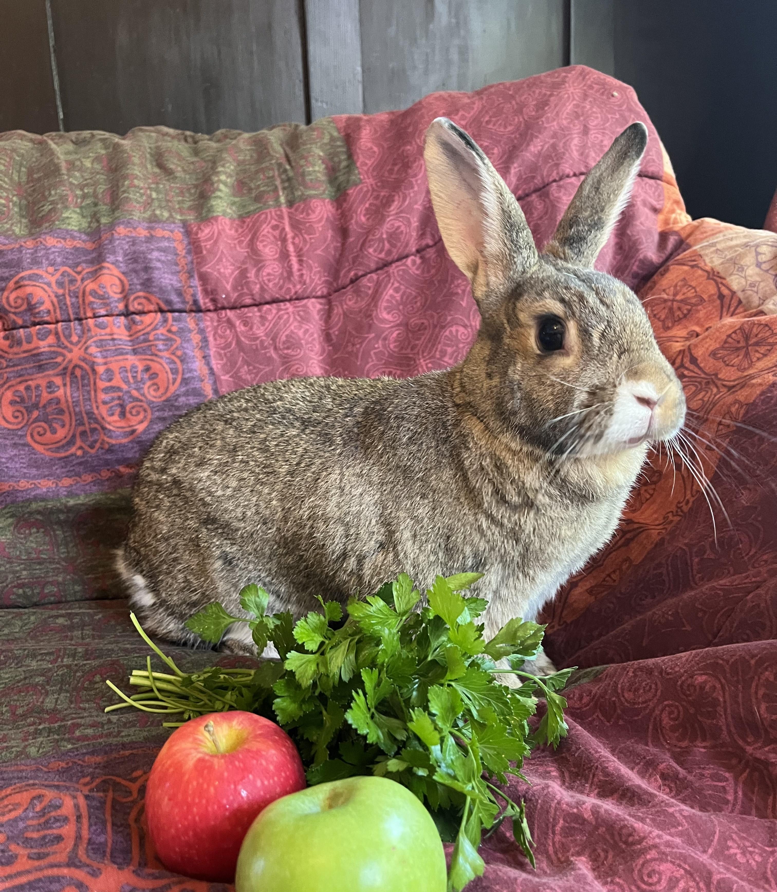 Enlarge Canela, a Adoptable Bunny Rabbit in Livermore, CA image 6/6
