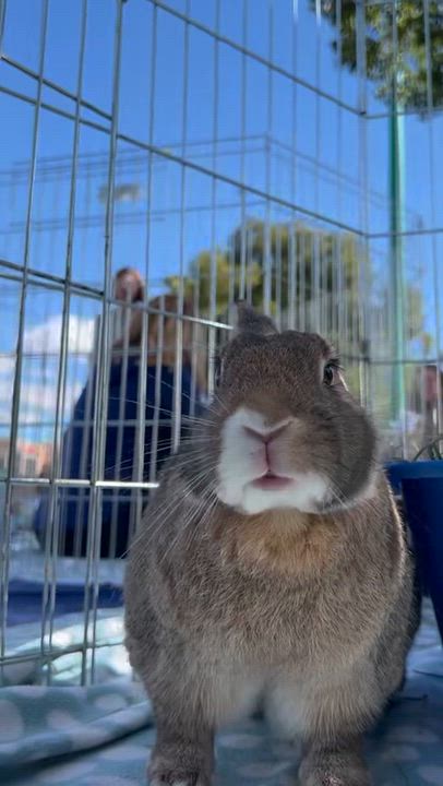 Enlarge Canela, a Adoptable Bunny Rabbit in Livermore, CA video 2/6