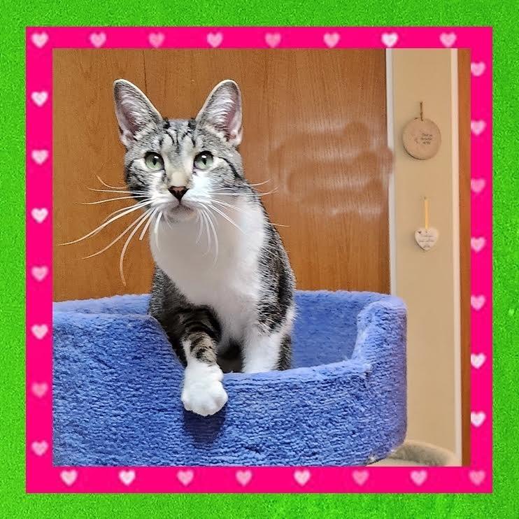 Enlarge Rogue, a Adoptable Domestic Short Hair in Madison, WI image 1/6