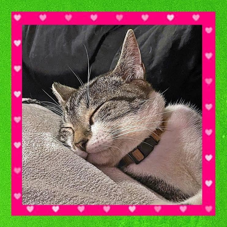 Enlarge Rogue, a Adoptable Domestic Short Hair in Madison, WI image 2/6