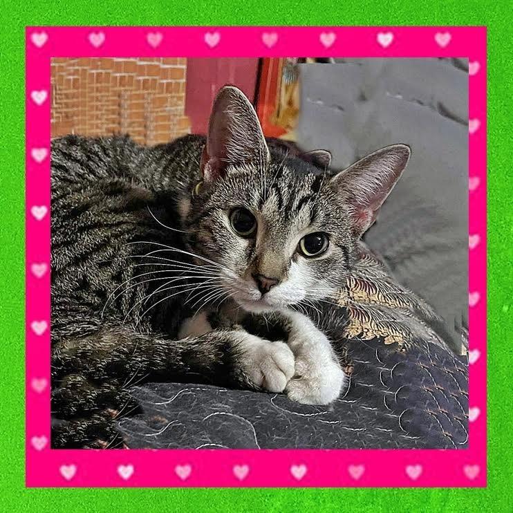 Enlarge Rogue, a Adoptable Domestic Short Hair in Madison, WI image 4/6