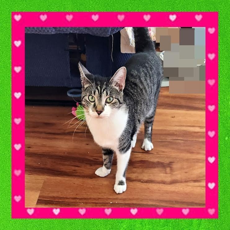 Enlarge Rogue, a Adoptable Domestic Short Hair in Madison, WI image 6/6