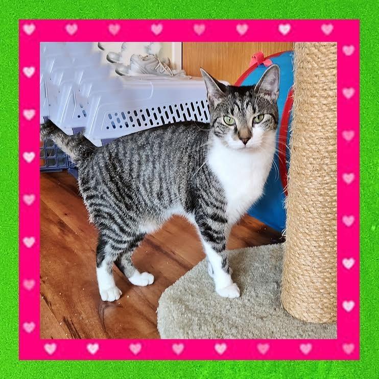 Enlarge Rogue, a Adoptable Domestic Short Hair in Madison, WI image 4/6