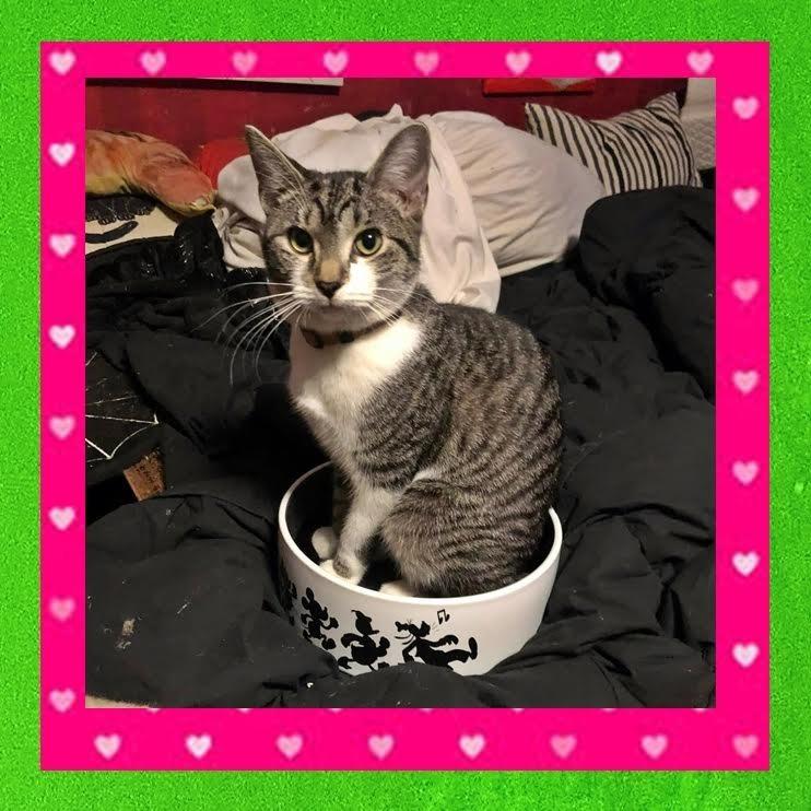 Enlarge Rogue, a Adoptable Domestic Short Hair in Madison, WI image 6/6