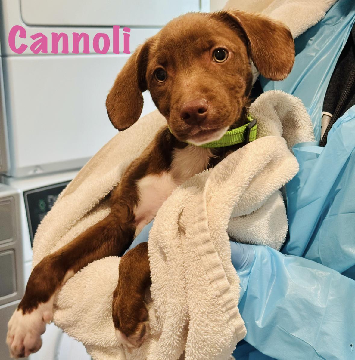 Enlarge Cannoli, an adopted Mixed Breed in Rock Hill, NY image 1/1