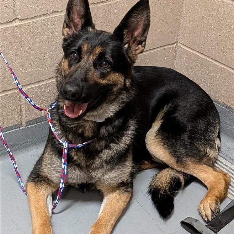 Sweet Pea, Adoptable, Adult Female German Shepherd Dog.