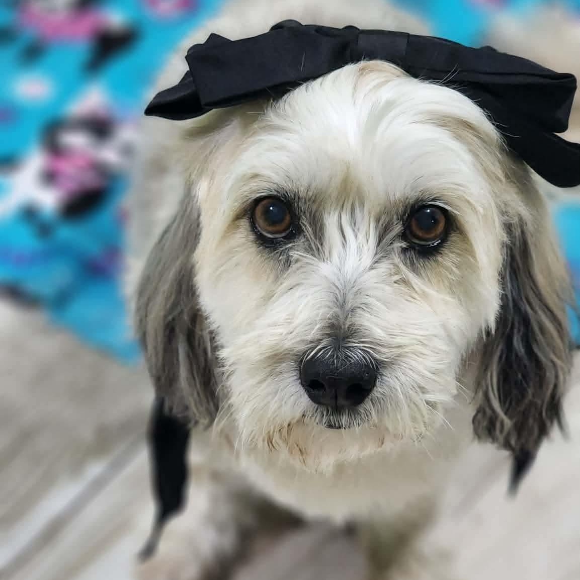 Daisy & Mimi *Bonded Pair* — thumbnail 6