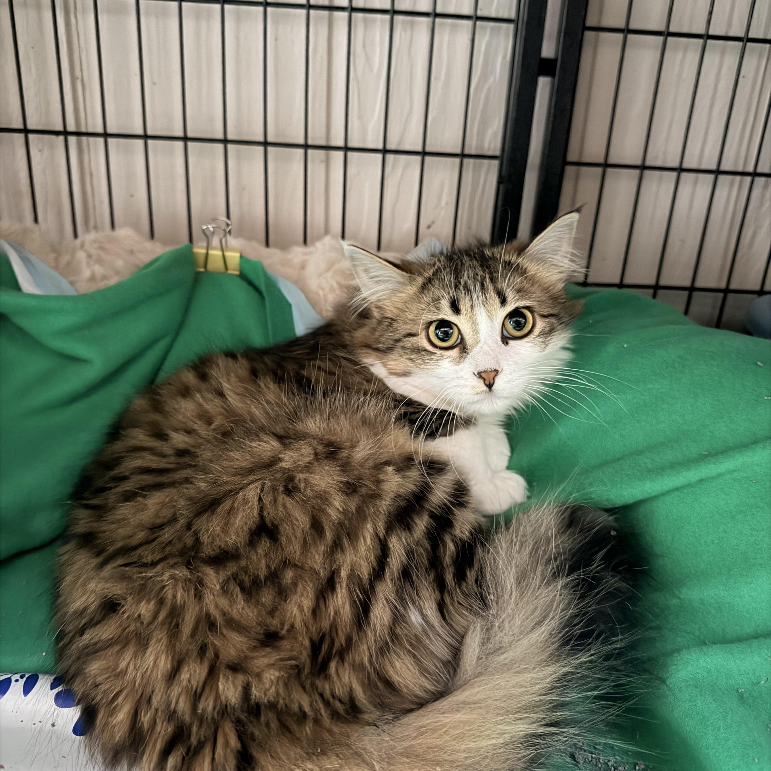 Enlarge Sassy , a ADOPTABLE mixed breed in Crown Point, IN image 1/1