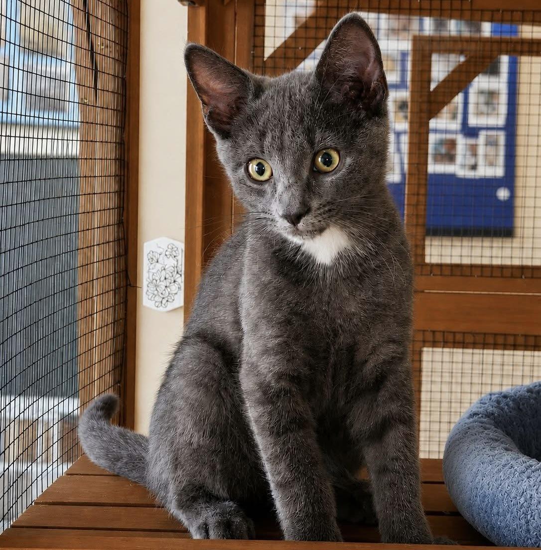 Enlarge Nico, a ADOPTABLE Domestic Short Hair in Breinigsville, PA image 1/1