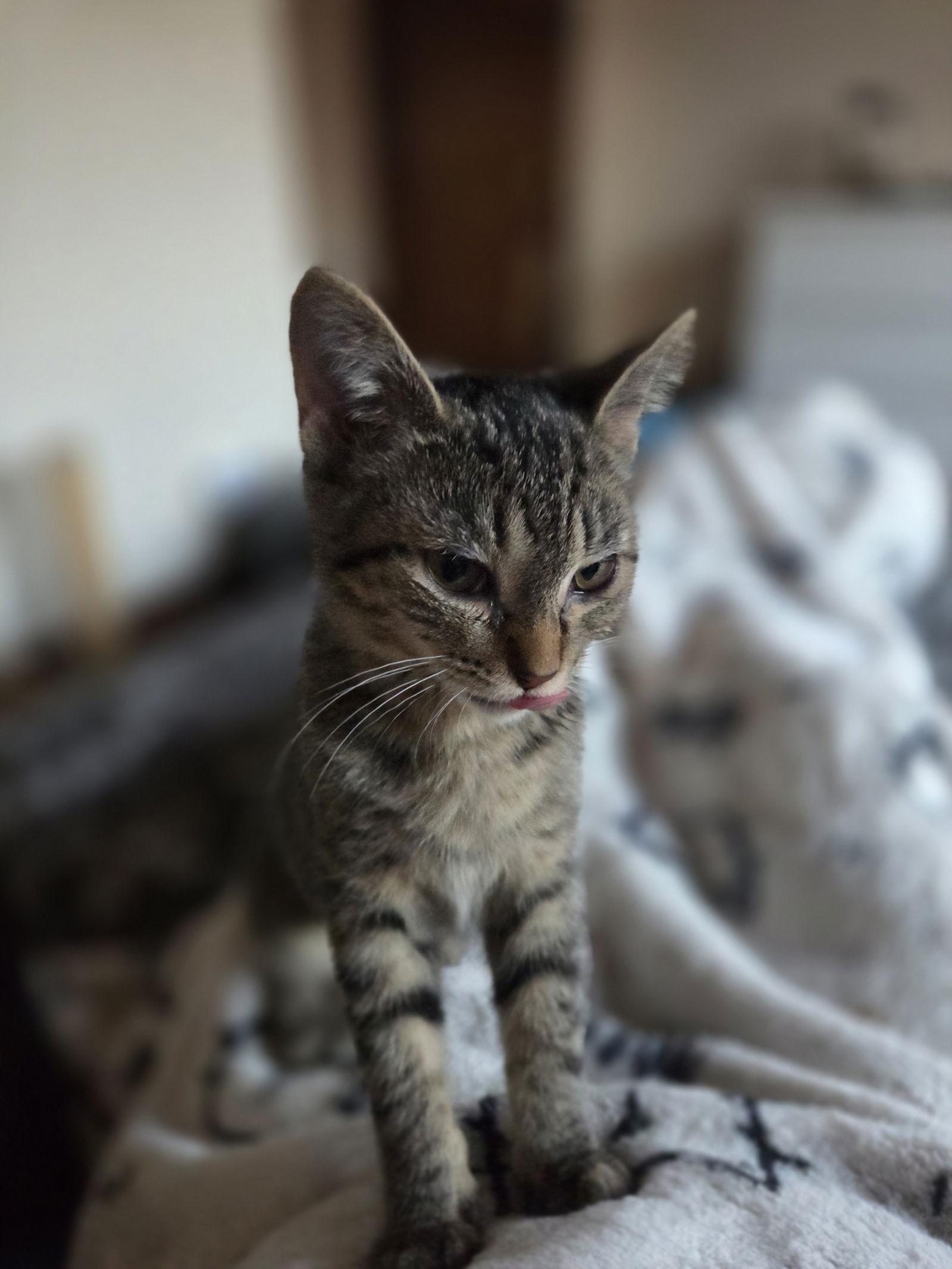 Enlarge Luna, a Adoptable Domestic Short Hair in Wheaton, IL image 1/3