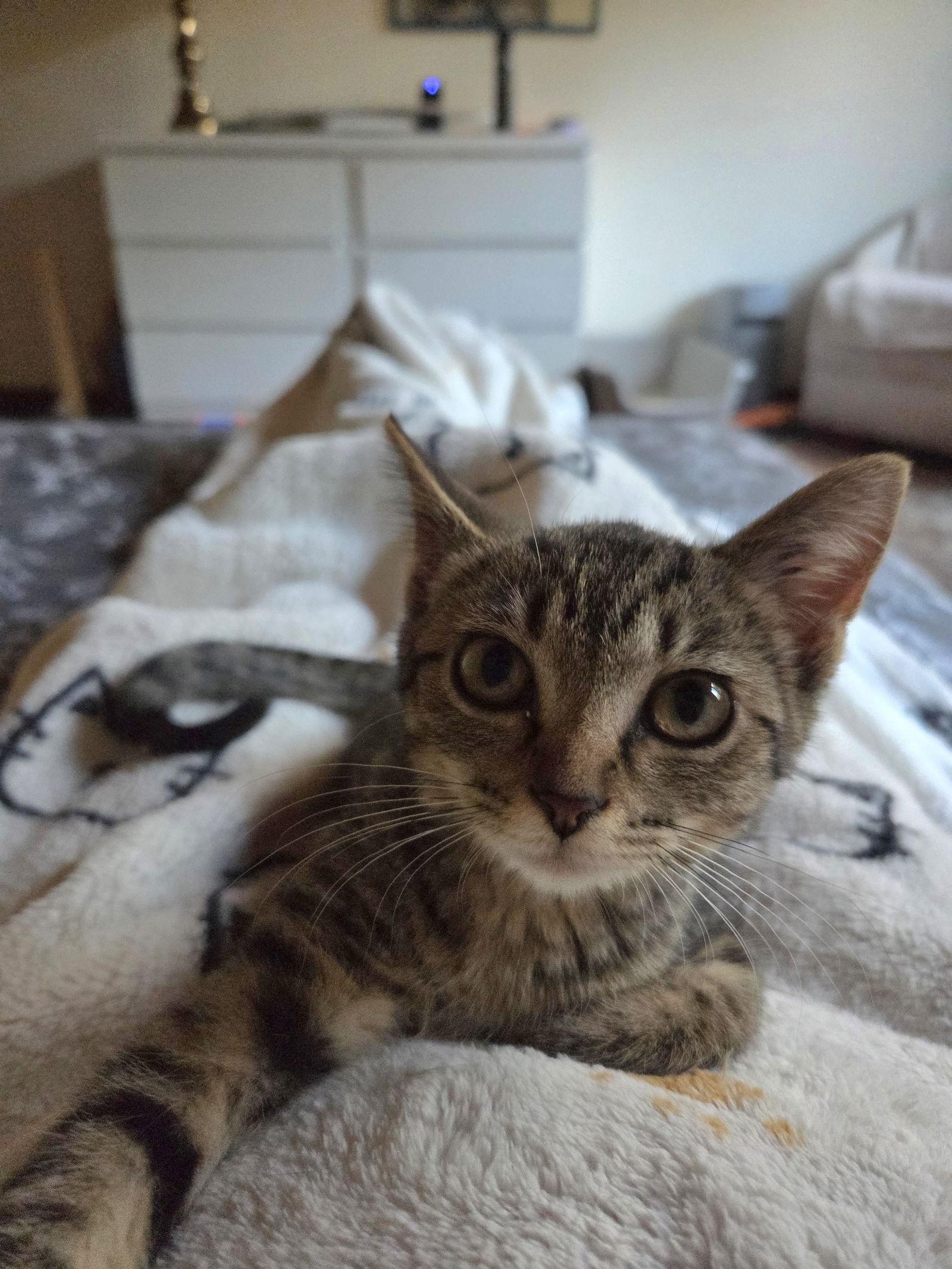 Enlarge Luna, a Adoptable Domestic Short Hair in Wheaton, IL image 2/3