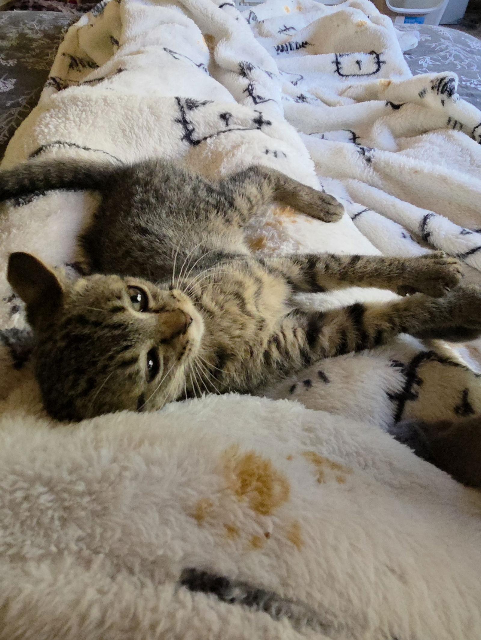 Enlarge Luna, a Adoptable Domestic Short Hair in Wheaton, IL image 3/3