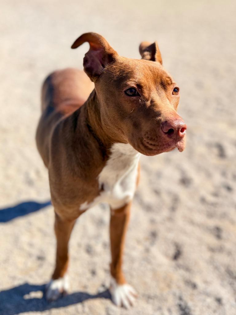 Sweet Pea, Adoptable, Puppy Female Labrador Retriever & Mixed Breed.