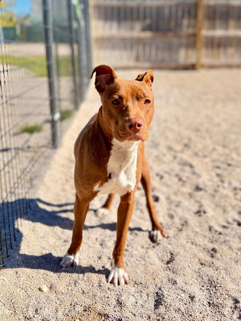 Enlarge Sweet Pea, a Adoptable mixed breed in Muskegon, MI image 2/2