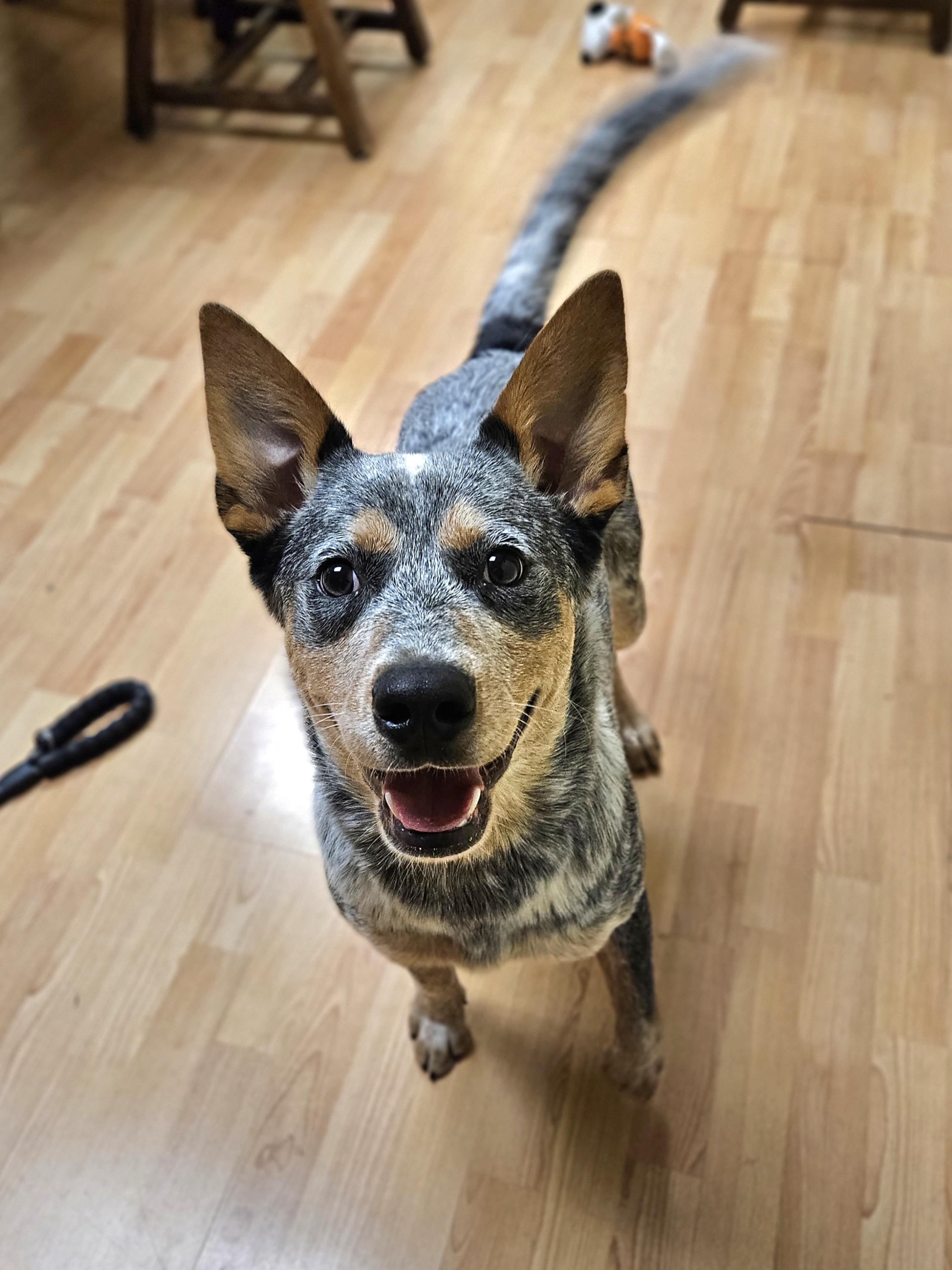 TRACKER $425, a Adoptable mixed breed in Milwaukee, WI image 2/5