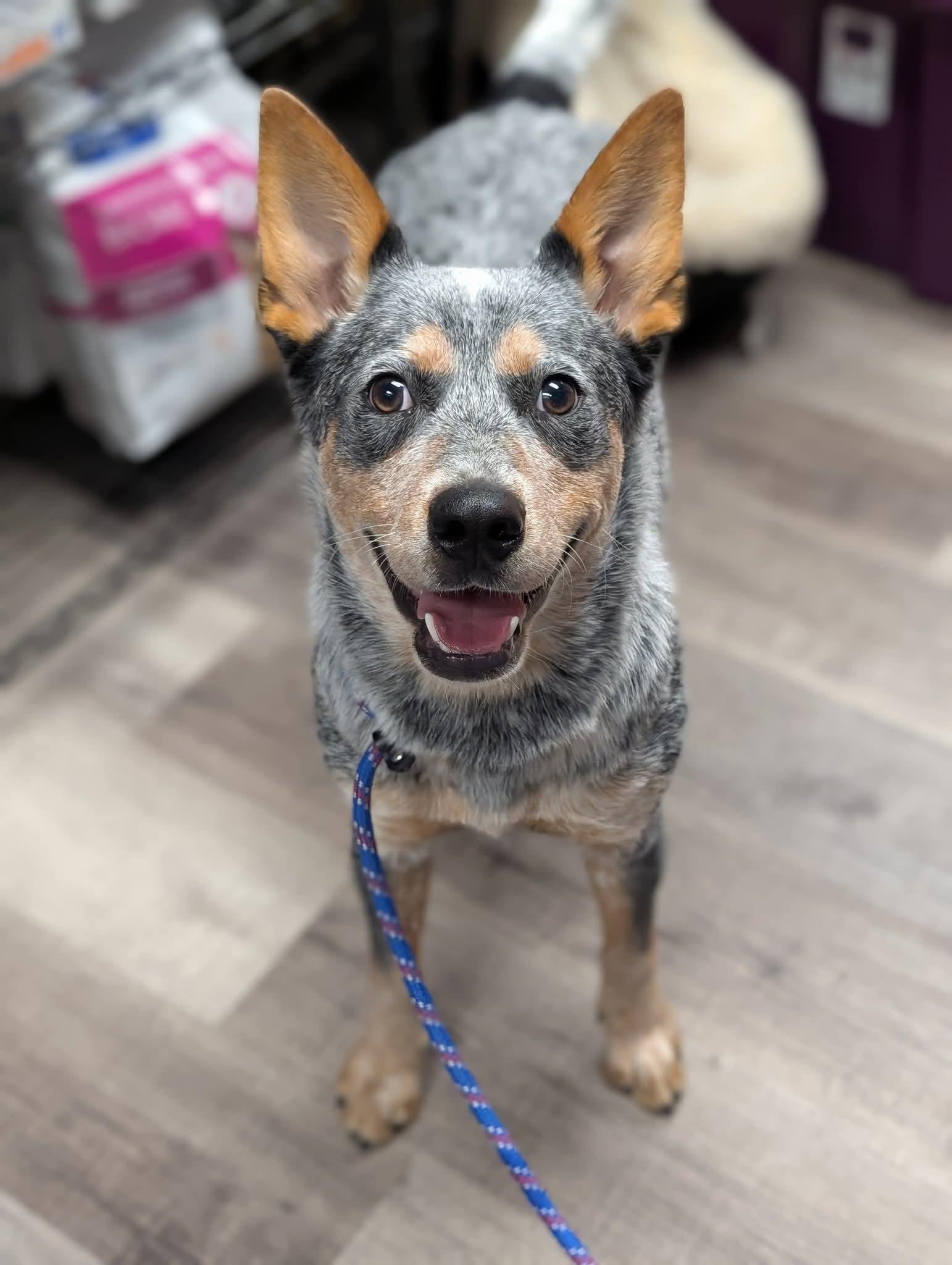 TRACKER $425, a Adoptable mixed breed in Milwaukee, WI image 3/5