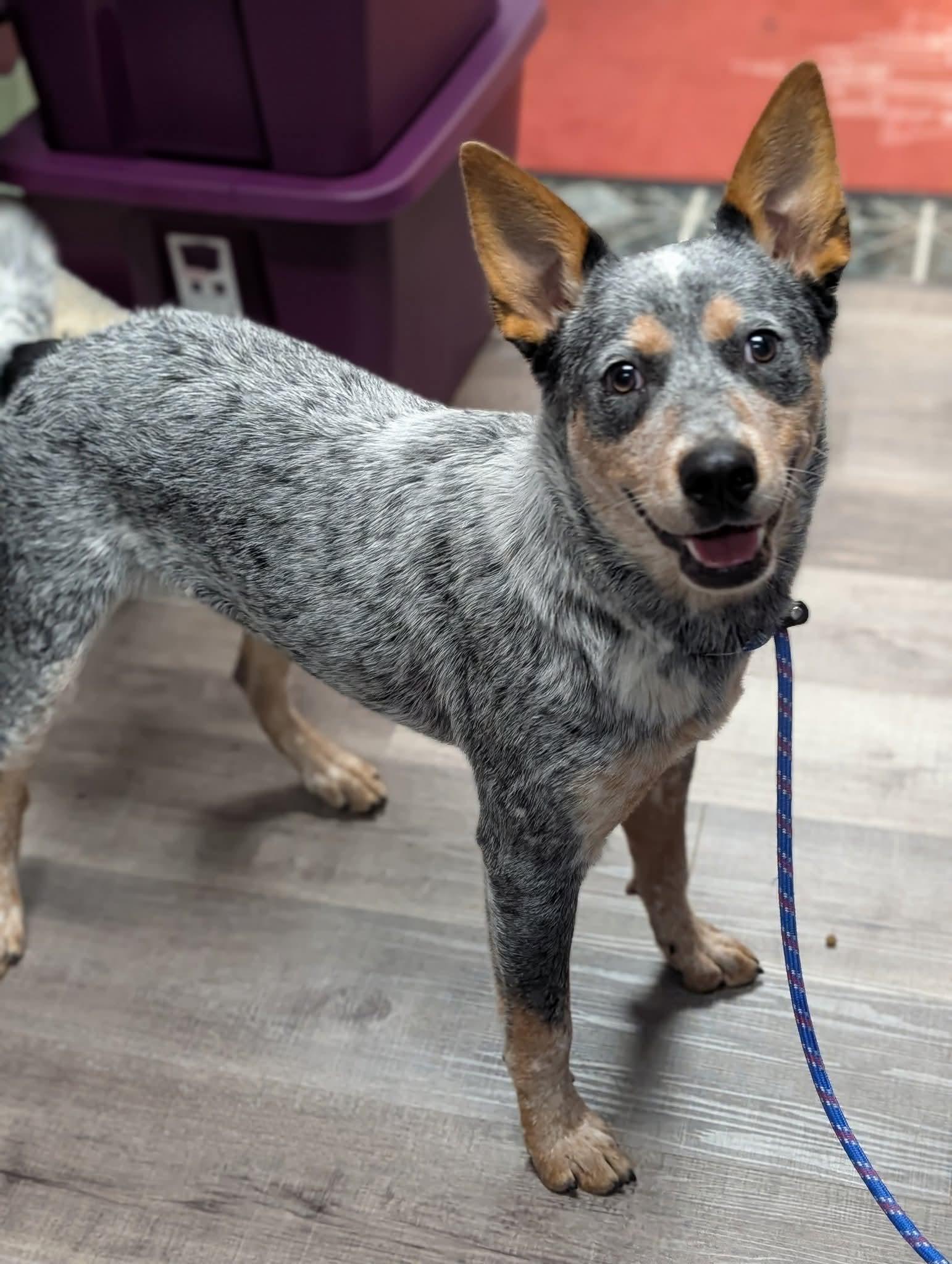 TRACKER $425, Adoptable, Young Male Australian Cattle Dog / Blue Heeler.