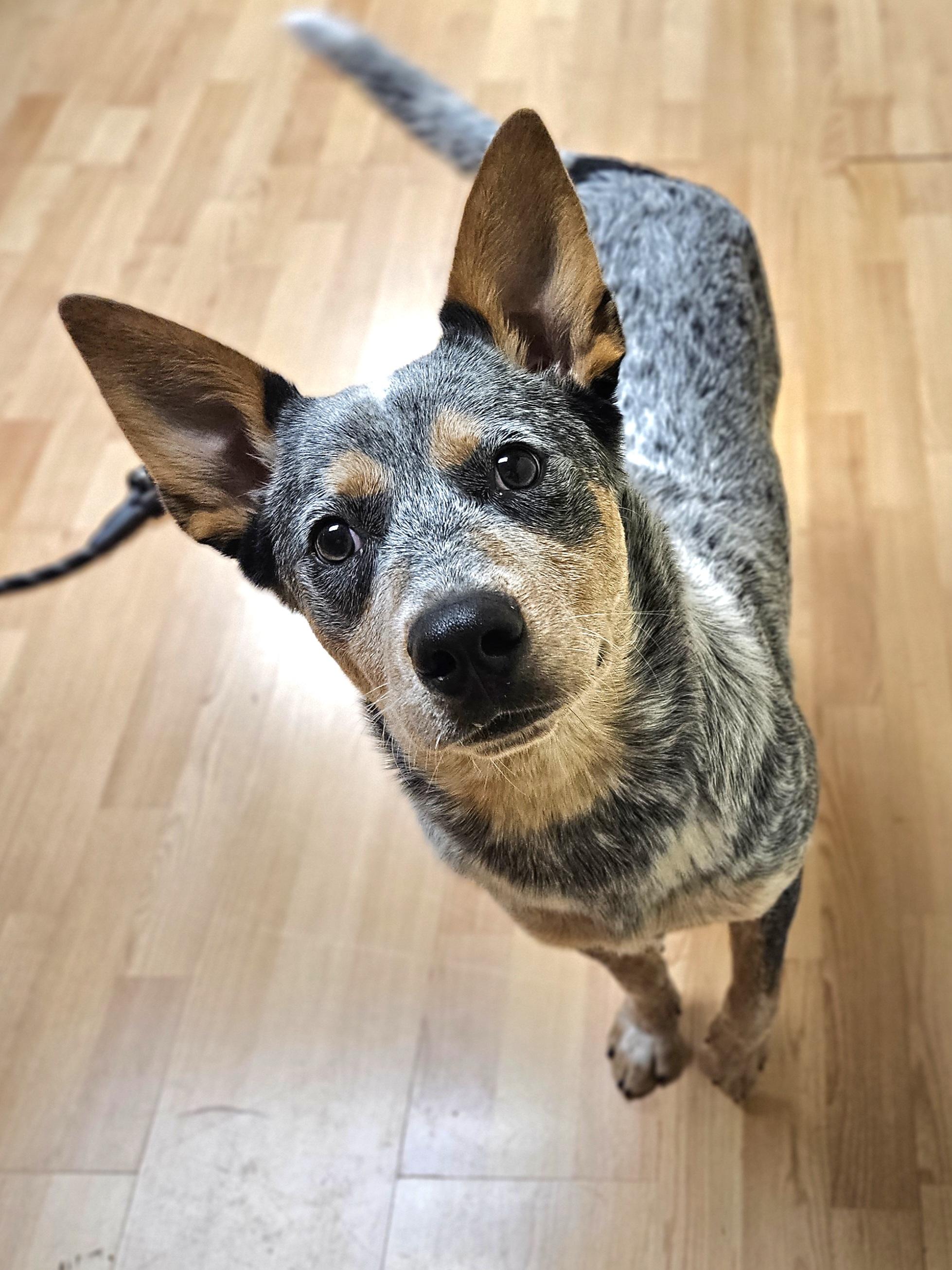 TRACKER $425, a Adoptable mixed breed in Milwaukee, WI image 4/5