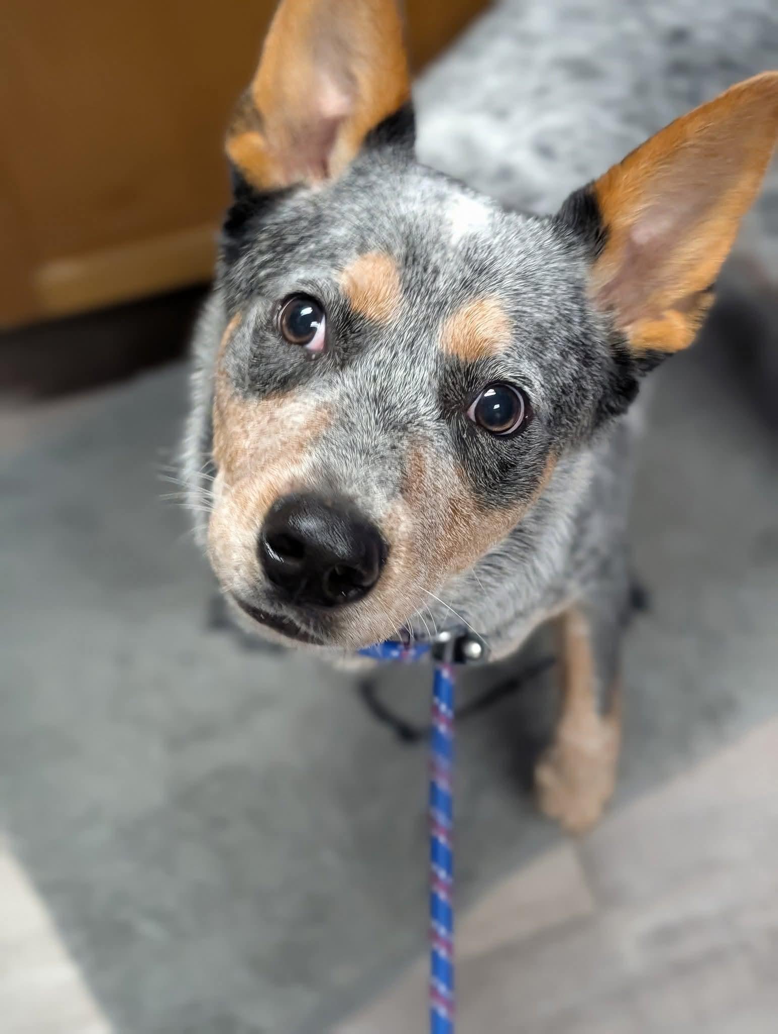 TRACKER $425, a Adoptable mixed breed in Milwaukee, WI image 5/5