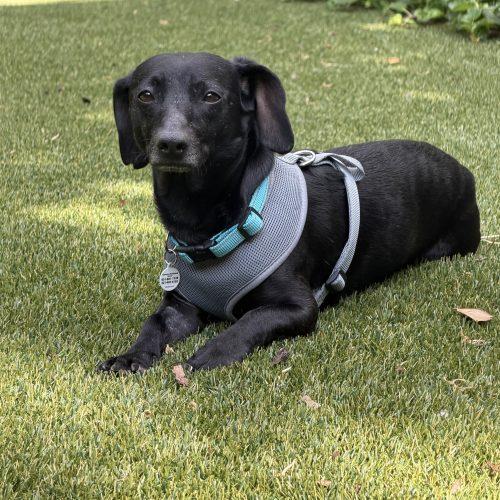 Enlarge Oddy, a Adoptable mixed breed in Cookeville, TN image 1/2