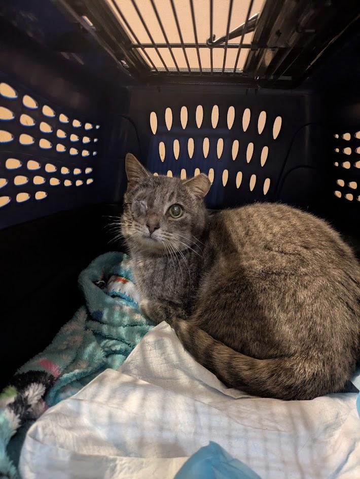 Pirate, ADOPTABLE, Adult Male Domestic Short Hair.