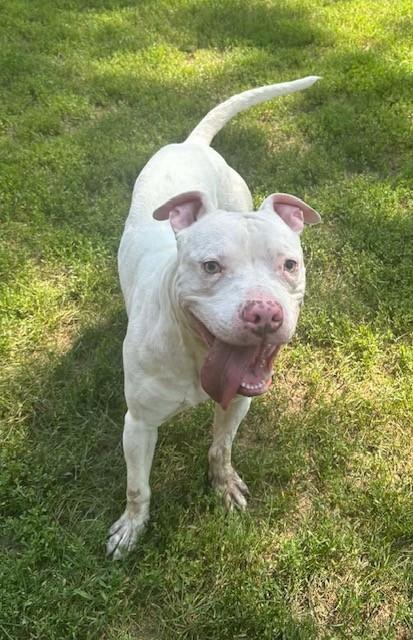 Enlarge Gakkel, a ADOPTABLE Pit Bull Terrier in Prudenville, MI image 1/1