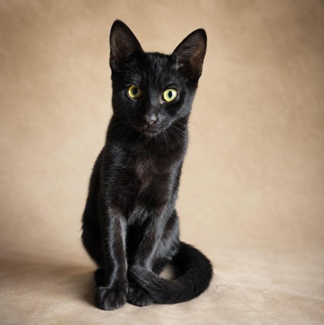 Enlarge Cloverry, a Adoptable Tabby in Miami, FL image 1/1