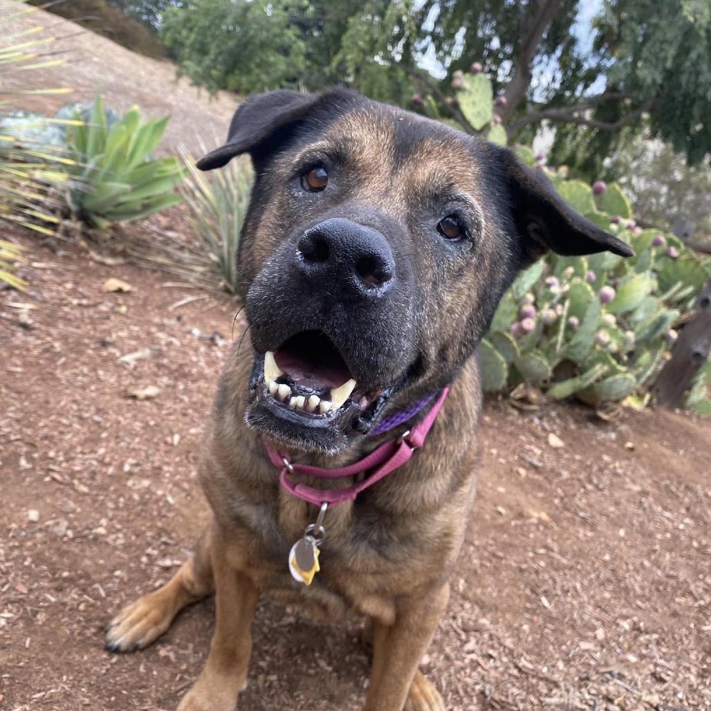 Clover, a Adoptable Mixed Breed in Ramona, CA image 2/6