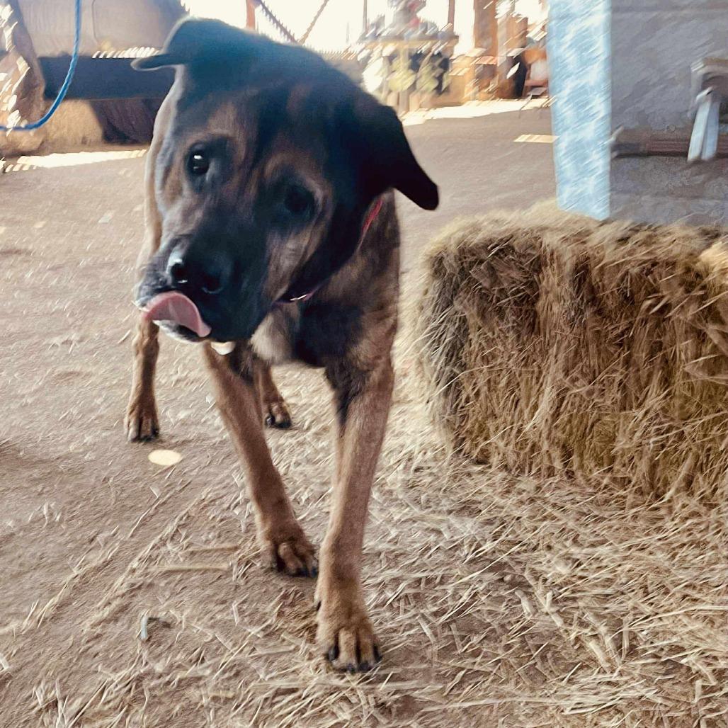 Clover, a Adoptable Mixed Breed in Ramona, CA image 5/6