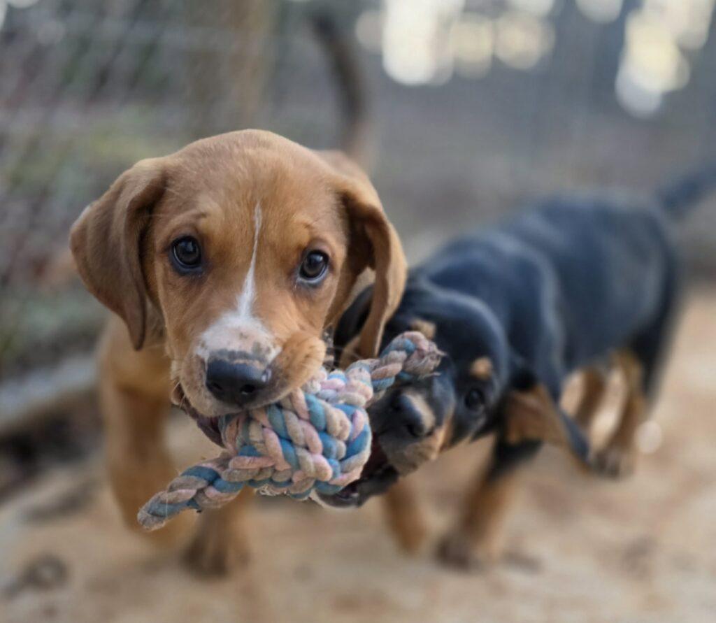 Enlarge Maple, a ADOPTABLE mixed breed in Red Hook, NY image 5/6