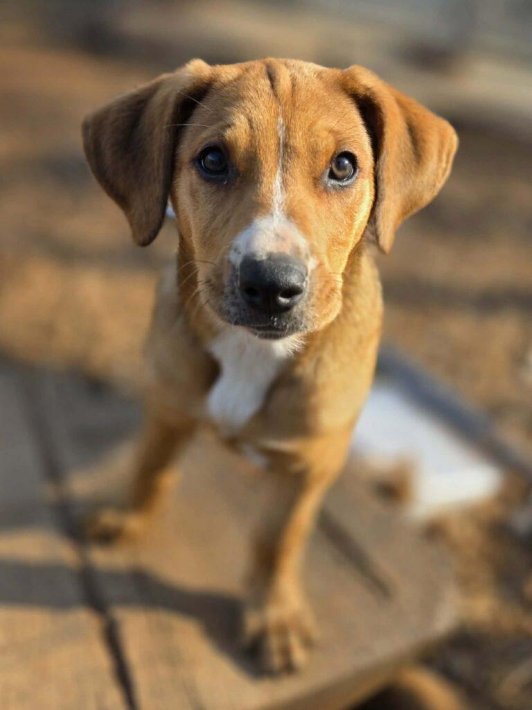 Enlarge Maple, a ADOPTABLE mixed breed in Red Hook, NY image 1/6