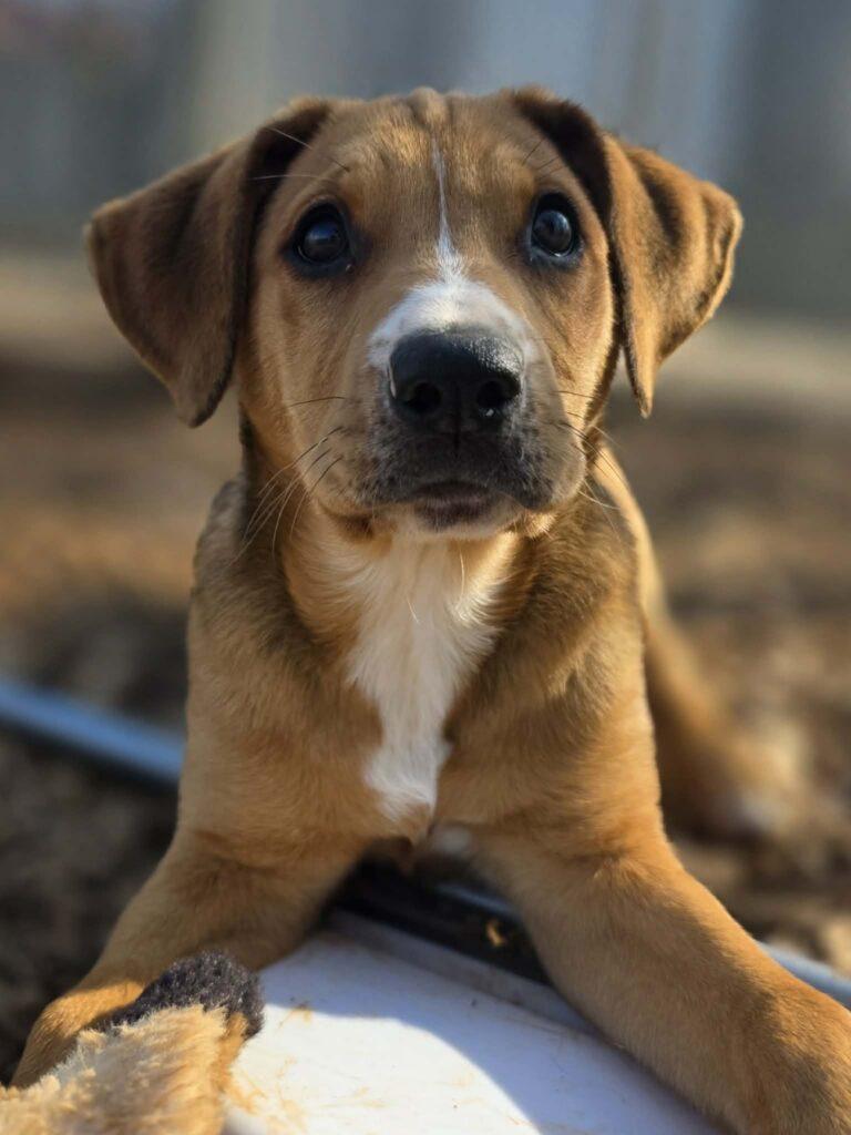 Enlarge Maple, a ADOPTABLE mixed breed in Red Hook, NY image 3/6