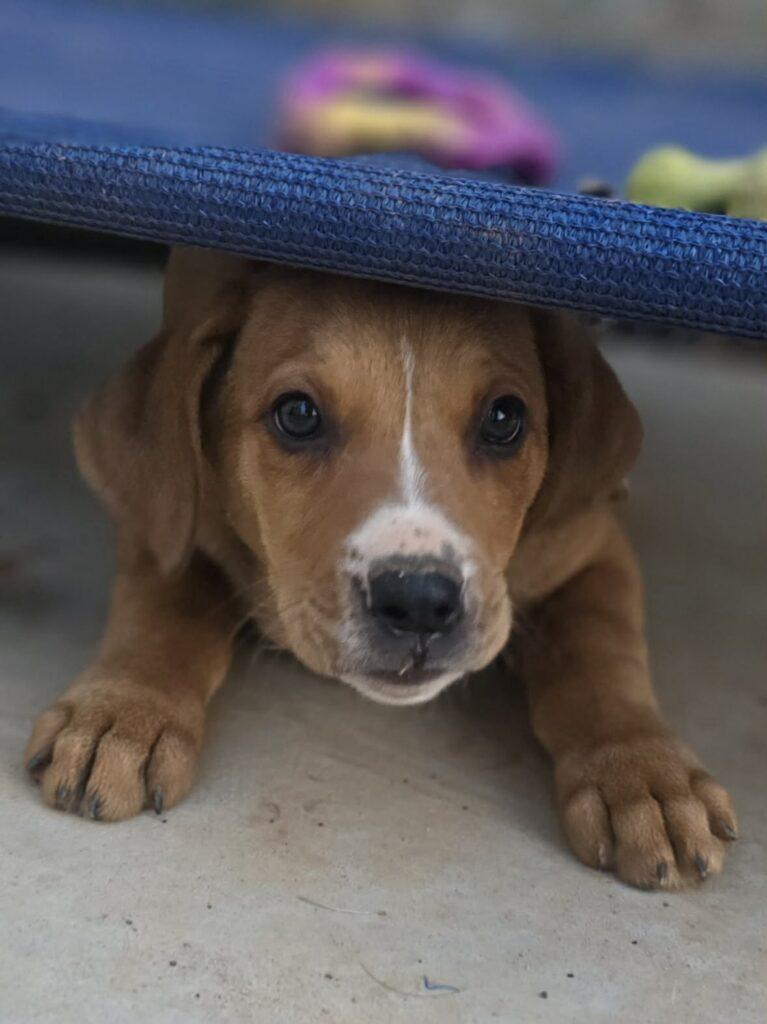 Enlarge Maple, a ADOPTABLE mixed breed in Red Hook, NY image 4/6