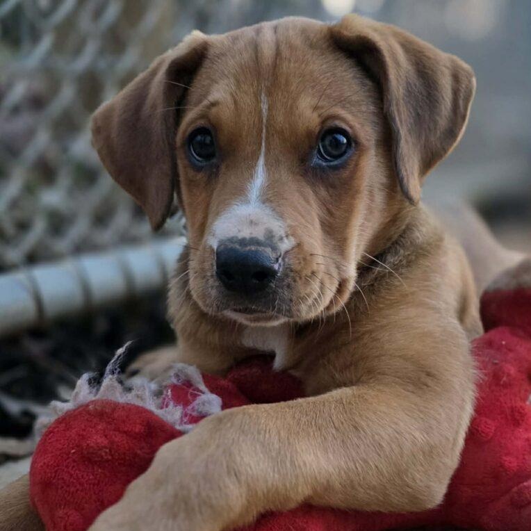 Enlarge Maple, a ADOPTABLE mixed breed in Red Hook, NY image 2/6
