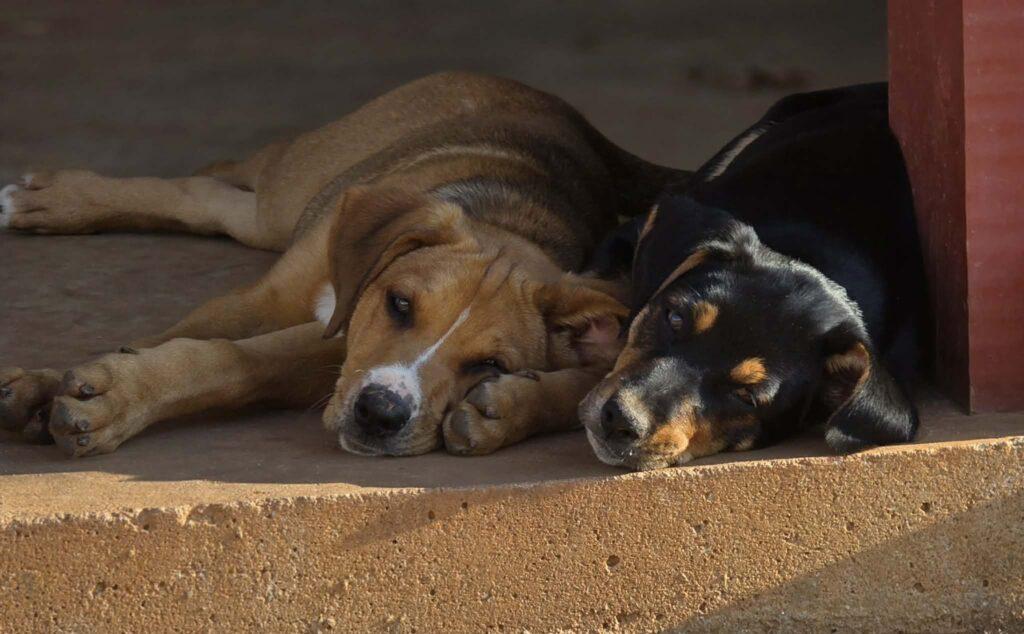 Enlarge Maple, a ADOPTABLE mixed breed in Red Hook, NY image 6/6