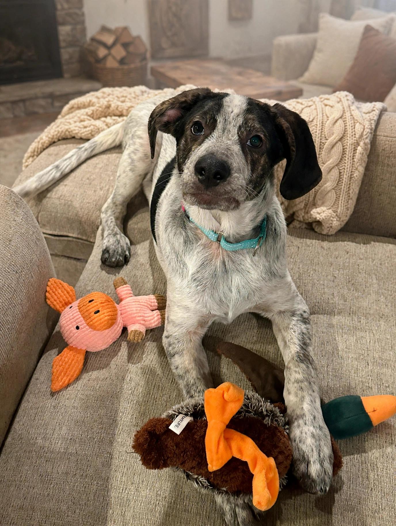 Enlarge Blue, a Adoptable mixed breed in Antioch, IL image 4/6