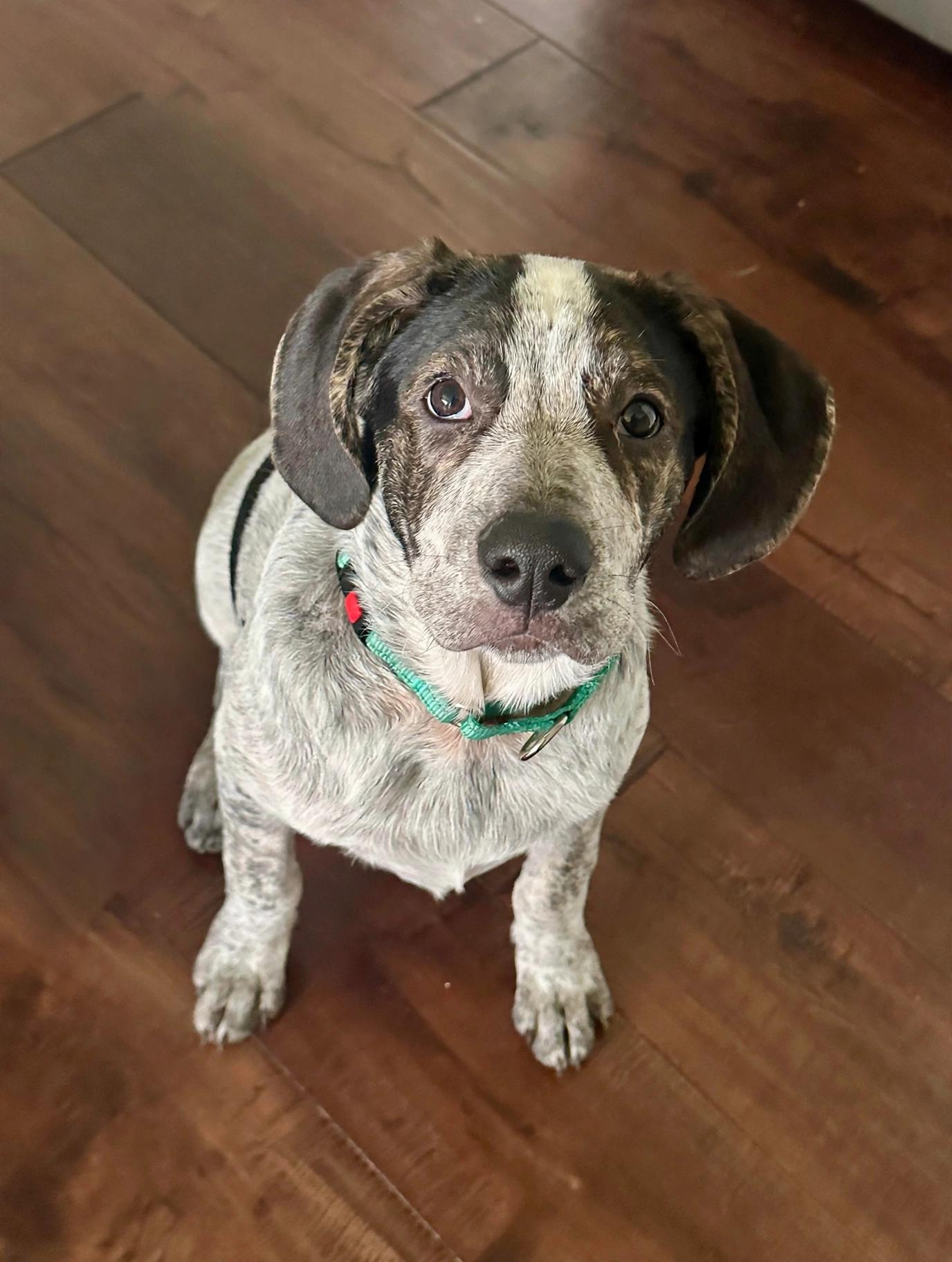 Enlarge Blue, a Adoptable mixed breed in Antioch, IL image 5/6