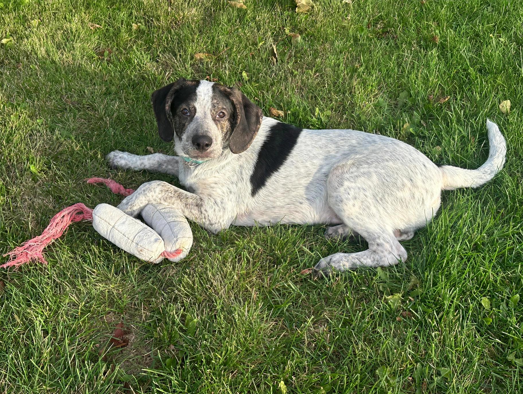 Enlarge Blue, a Adoptable mixed breed in Antioch, IL image 6/6
