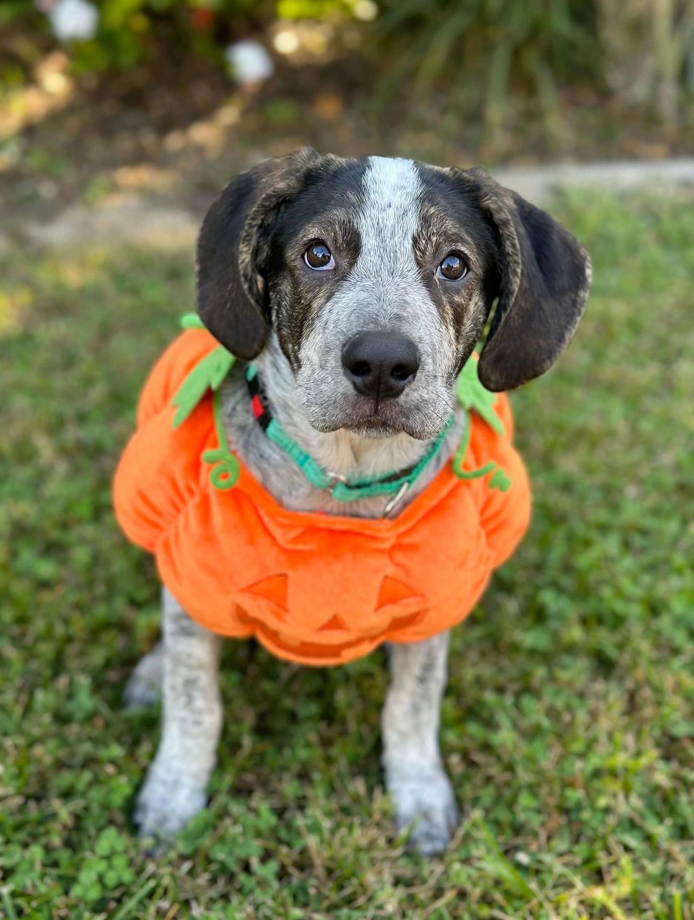Enlarge Blue, a Adoptable mixed breed in Antioch, IL image 2/6