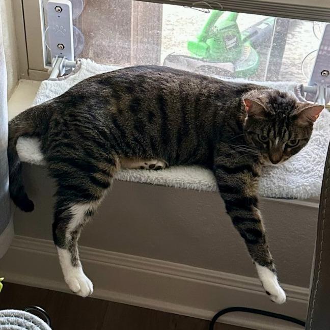 KitKat, Adoptable, Adult Male Domestic Long Hair.