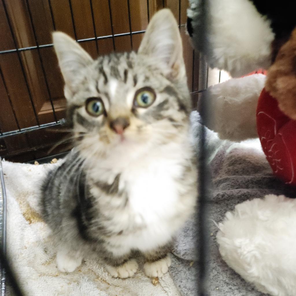 Enlarge KitKat, a Adoptable Domestic Long Hair in Webster, TX image 2/3