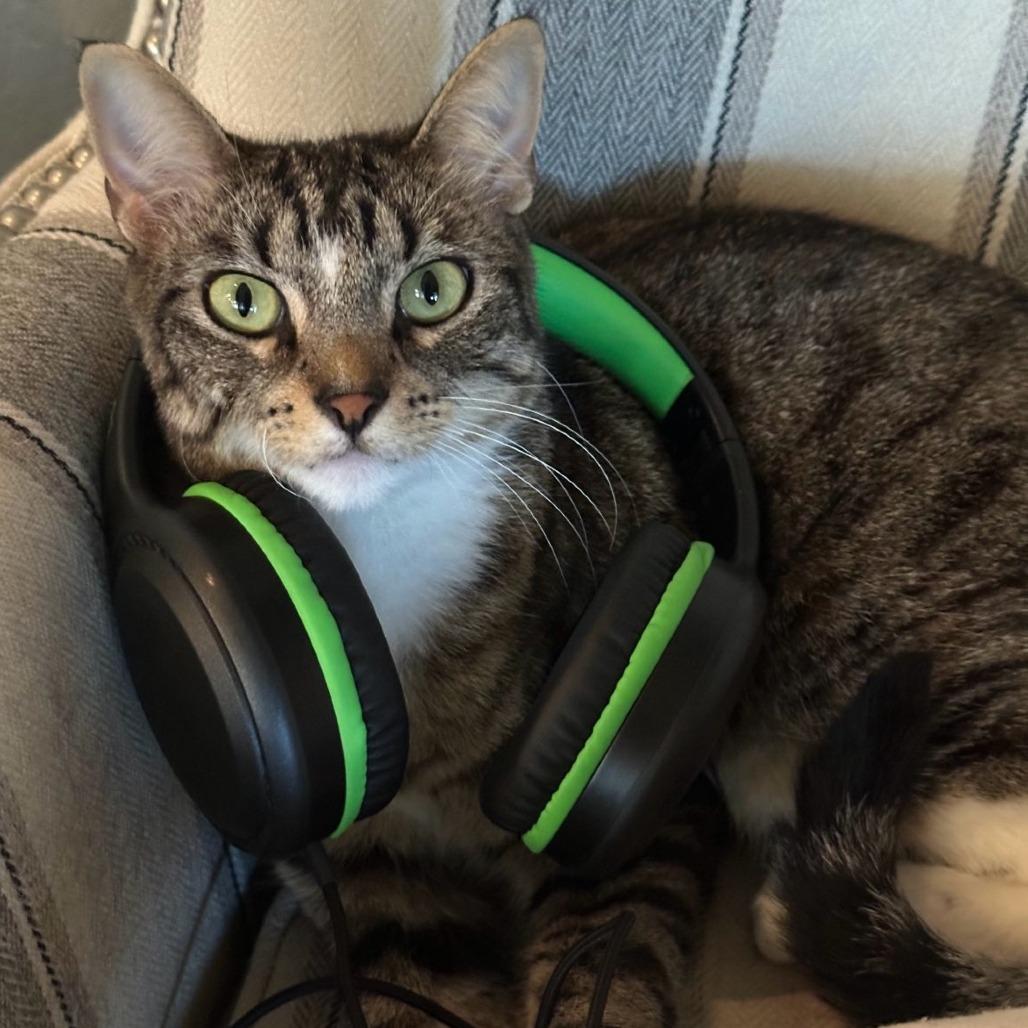 Enlarge KitKat, a Adoptable Domestic Long Hair in Webster, TX image 3/3