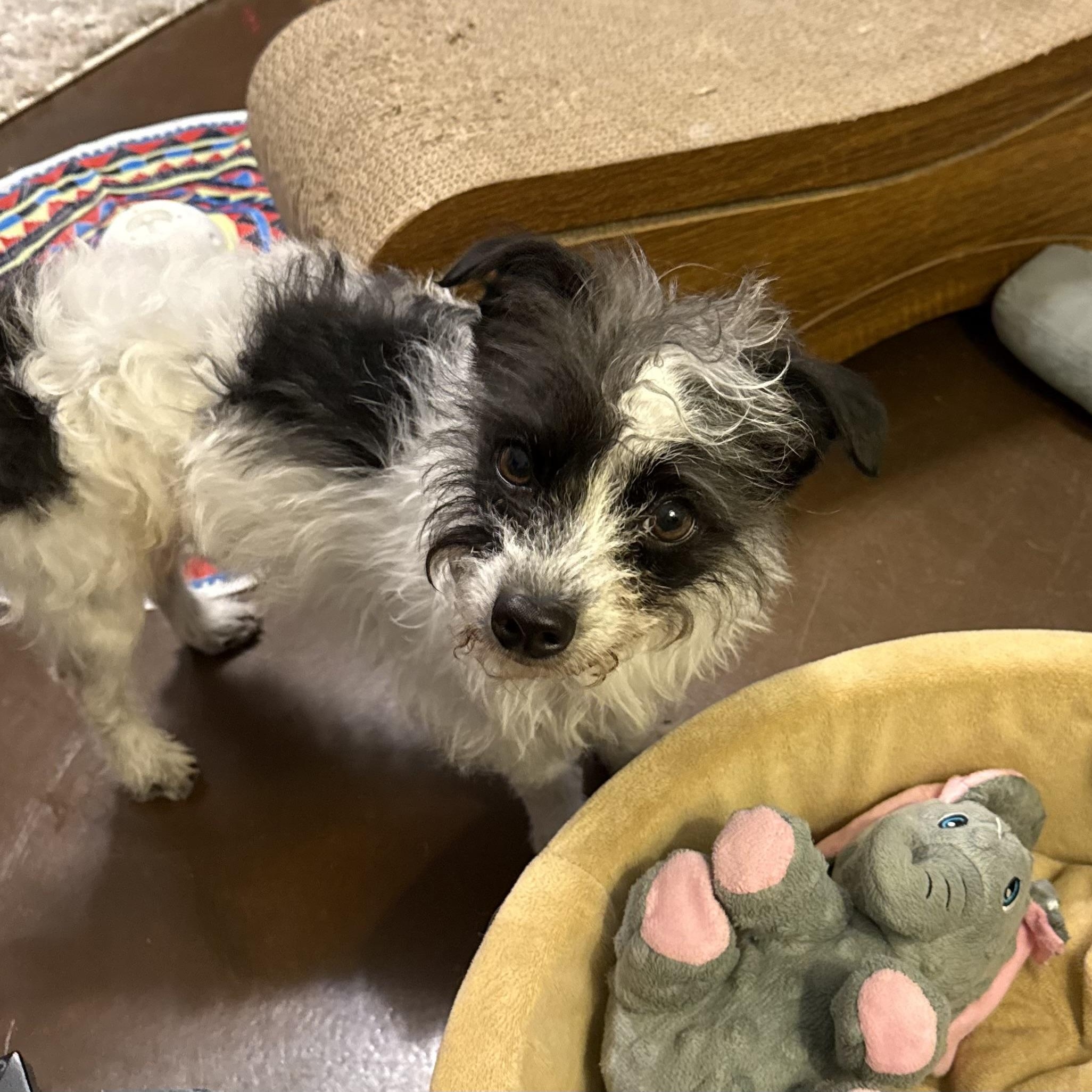 MARVIN, ADOPTABLE, Young Male Yorkshire Terrier.