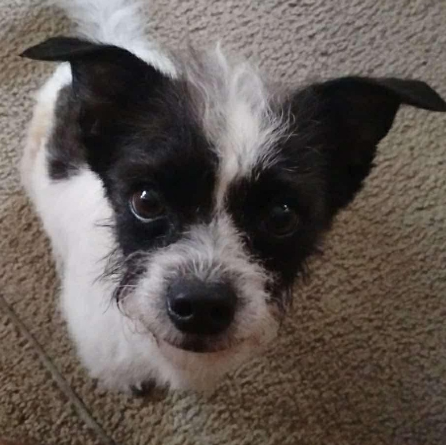 Enlarge MARVIN, a ADOPTABLE Yorkshire Terrier in Dallas, TX image 2/2