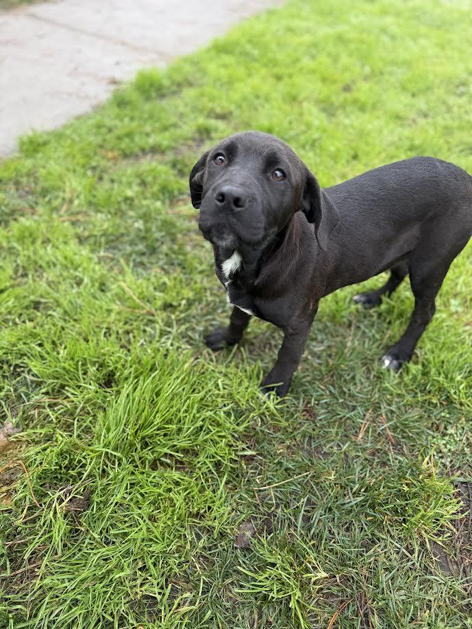 Enlarge Bacon, an adopted mixed breed in Oakdale, CA image 1/1