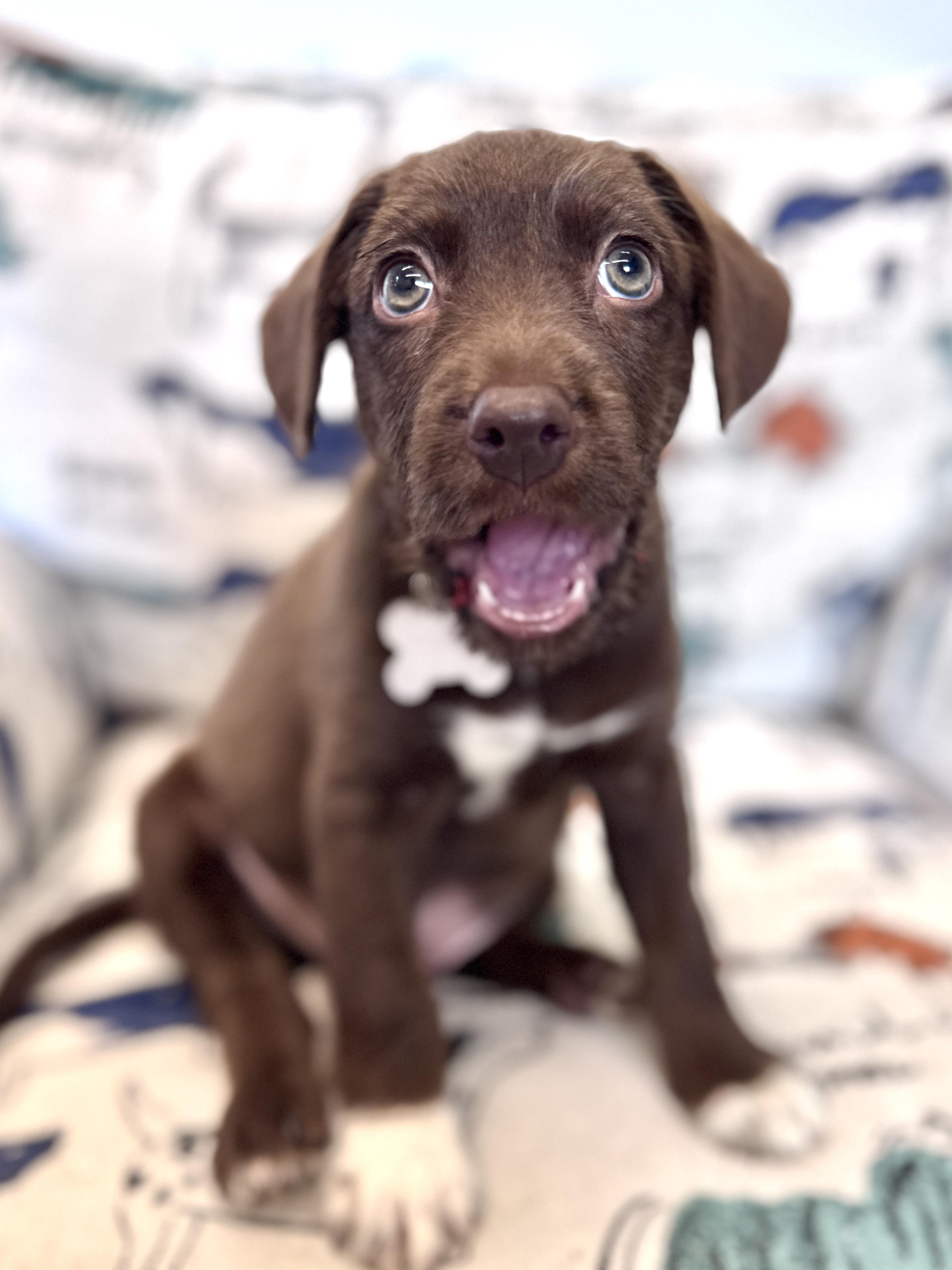 Enlarge Kipper, an adopted mixed breed in Palatine, IL image 4/6