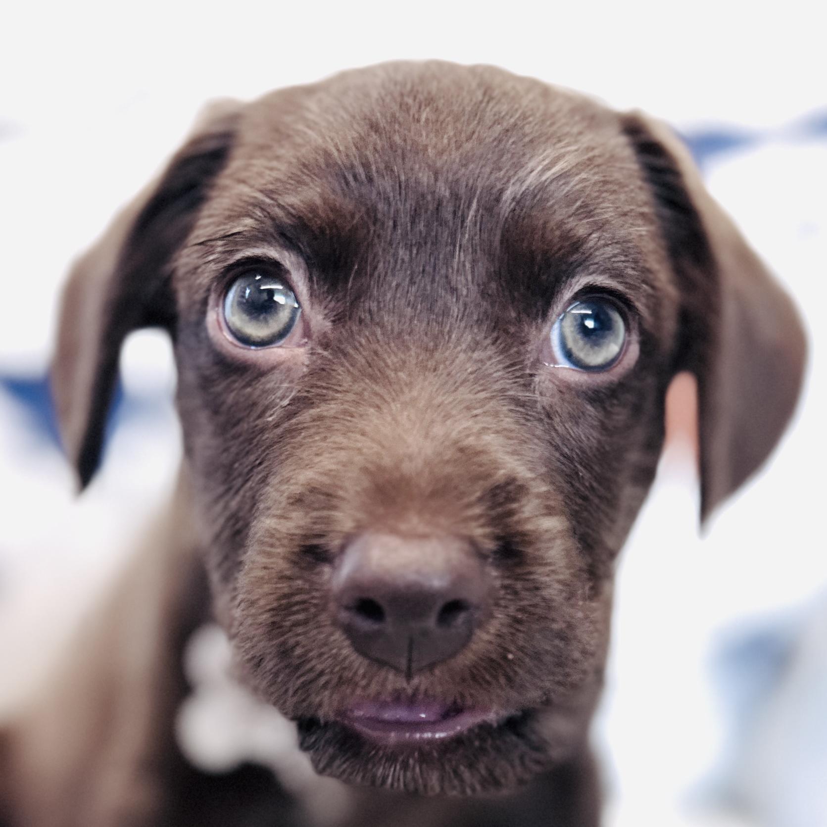 Kipper, adopted, Puppy Male Retriever & Terrier.
