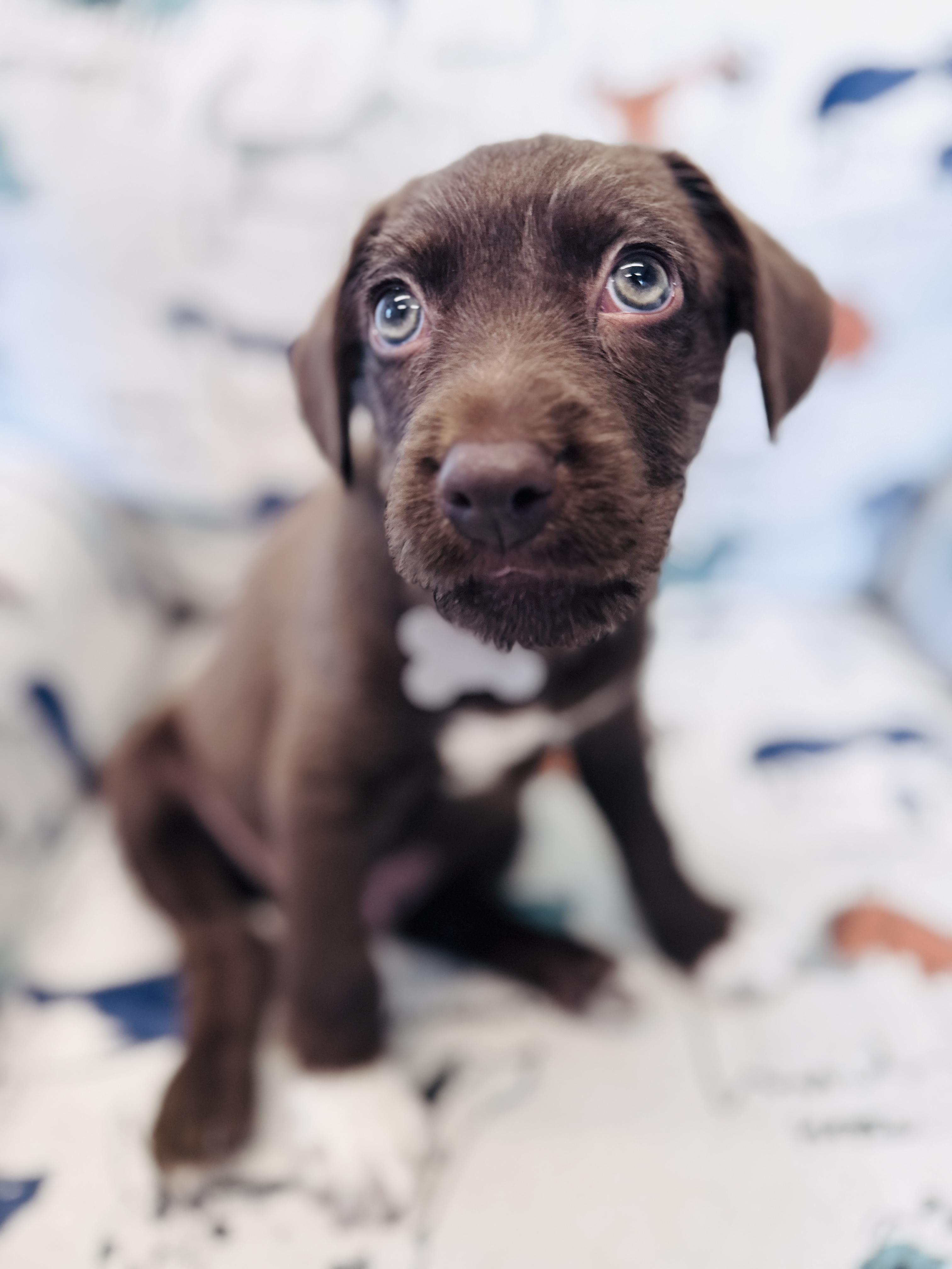 Enlarge Kipper, an adopted mixed breed in Palatine, IL image 6/6