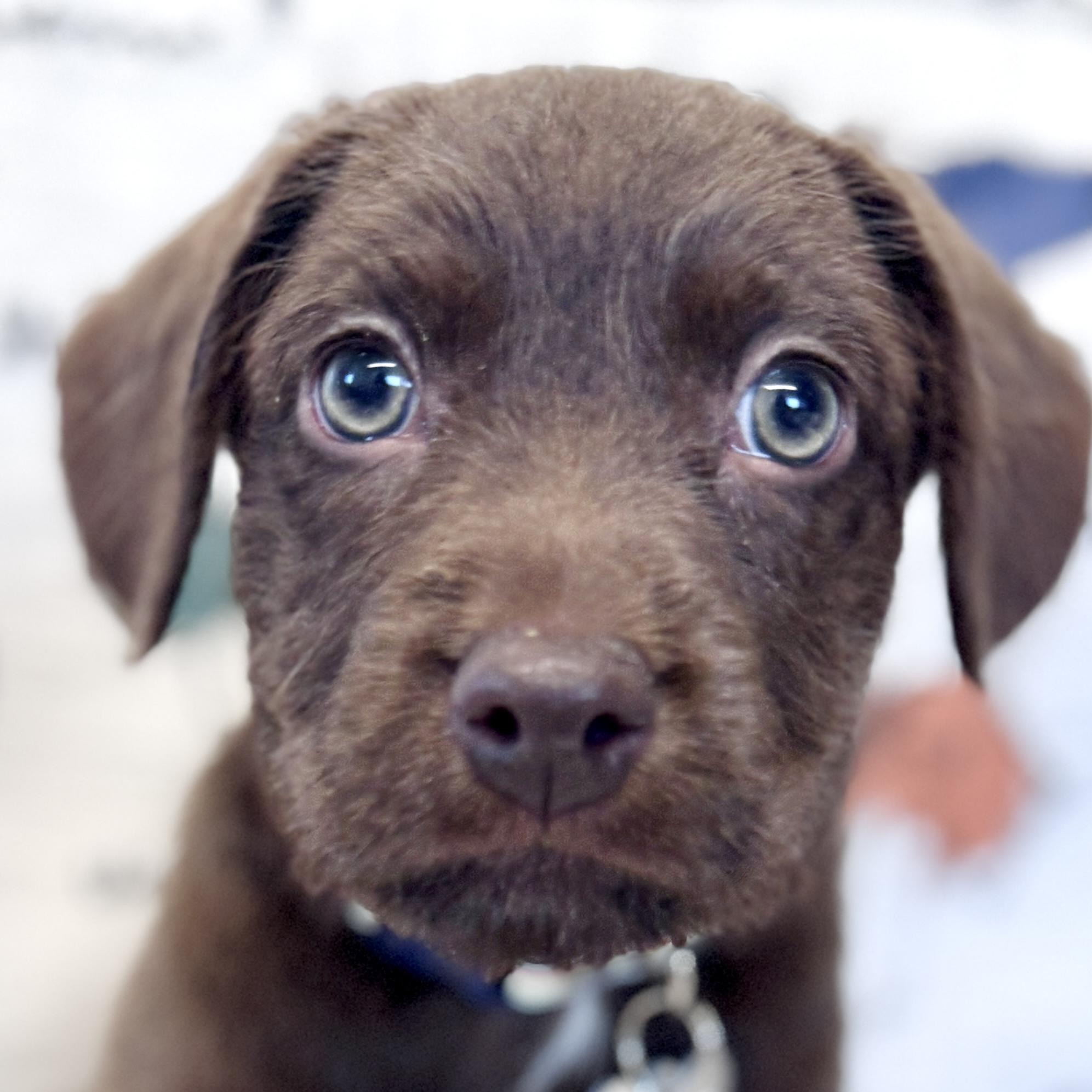 Enlarge Kipper, an adopted mixed breed in Palatine, IL image 5/6