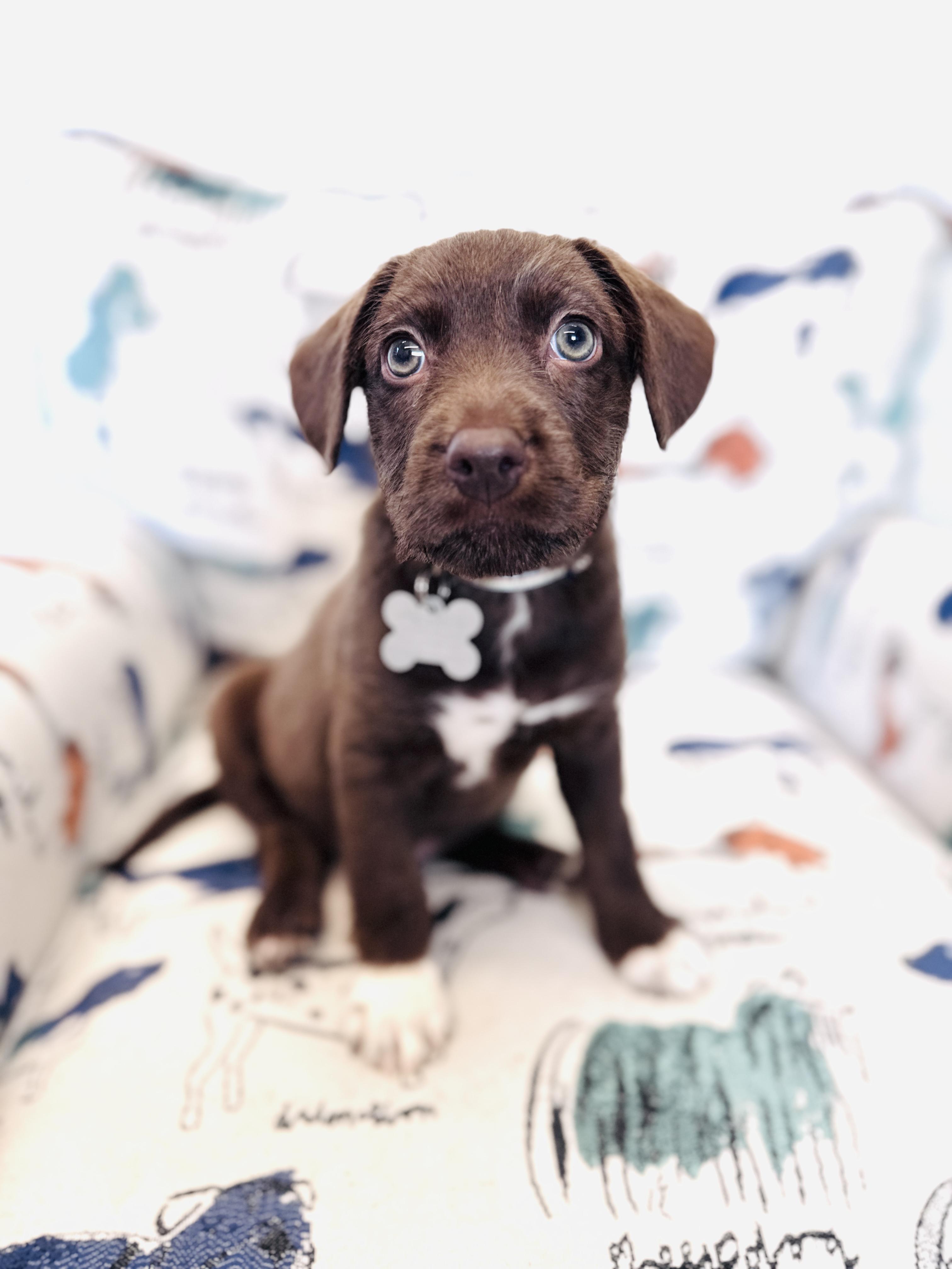 Enlarge Kipper, an adopted mixed breed in Palatine, IL image 2/6